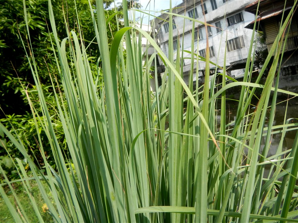 Gramineae Tanglad Cymbopogon citratus (DC.) Stapf Xiang mao Lemon grass or Cymbopogon citratus Malolos Historic Town Center and Heritage District of Barangay Santo Niño 14°50'33"N   120°48'38"E, Malol