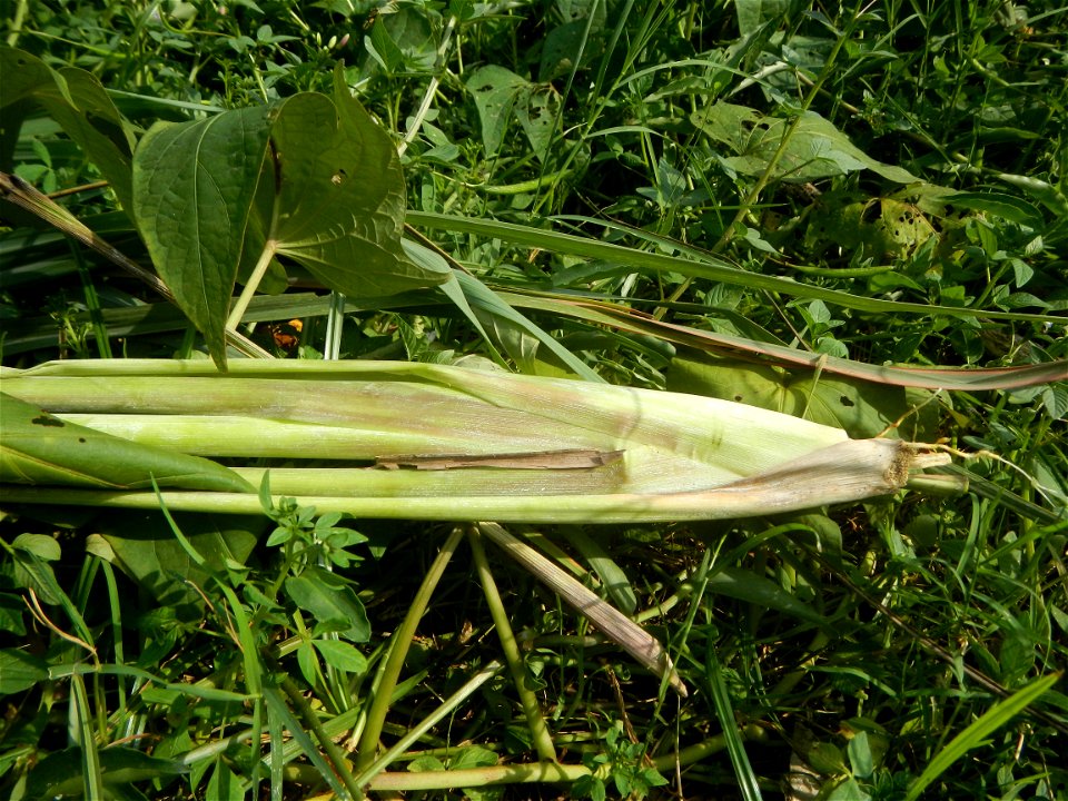 Gramineae Tanglad Cymbopogon citratus (DC.) Stapf Xiang mao Lemon grass or Cymbopogon citratus Malolos Historic Town Center and Heritage District of Barangay Santo Niño 14°50'33"N   120°48'38"E, Malol