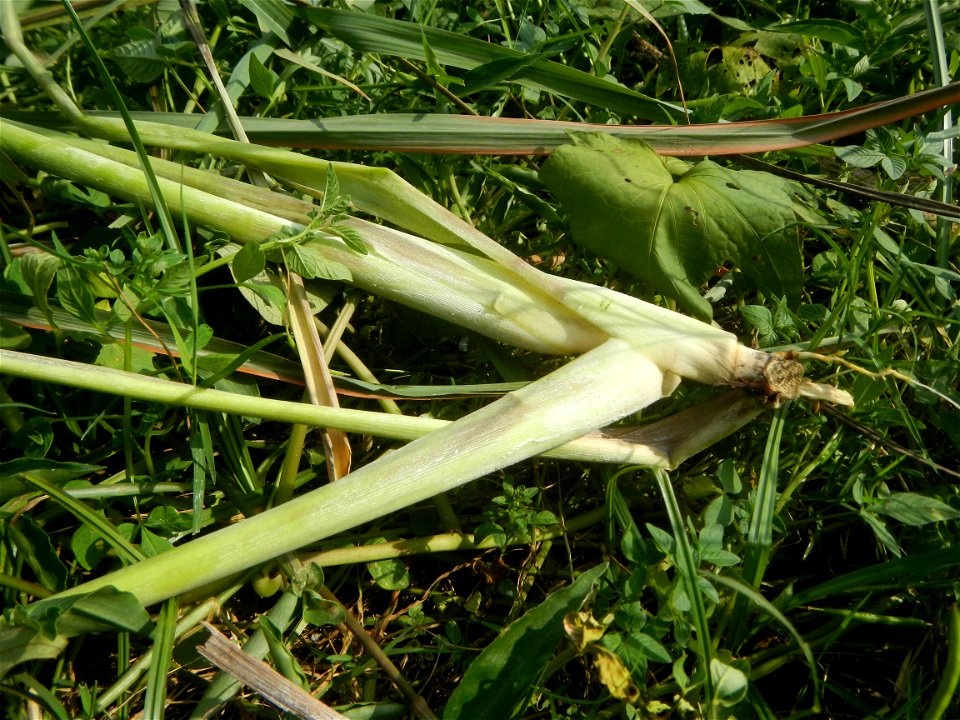 Gramineae Tanglad Cymbopogon citratus (DC.) Stapf Xiang mao Lemon grass or Cymbopogon citratus Malolos Historic Town Center and Heritage District of Barangay Santo Niño 14°50'33"N   120°48'38"E, Malol