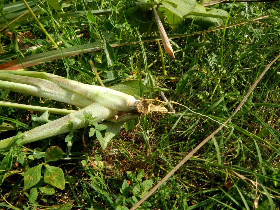 Gramineae Tanglad Cymbopogon citratus (DC.) Stapf Xiang mao Lemon grass or Cymbopogon citratus Malolos Historic Town Center and Heritage District of Barangay Santo Niño 14°50'33"N   120°48'38"E, Malol