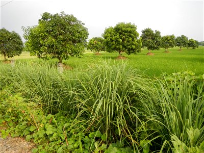 Lemon grass or Cymbopogon citratus, Paddy fields and Mango orchard with rainbow in rainy but sunny Barangay, Balatong B, Pulilan, Bulacan,  (is beside Balatong A, is beside Peñabatan, from Poblacion, 