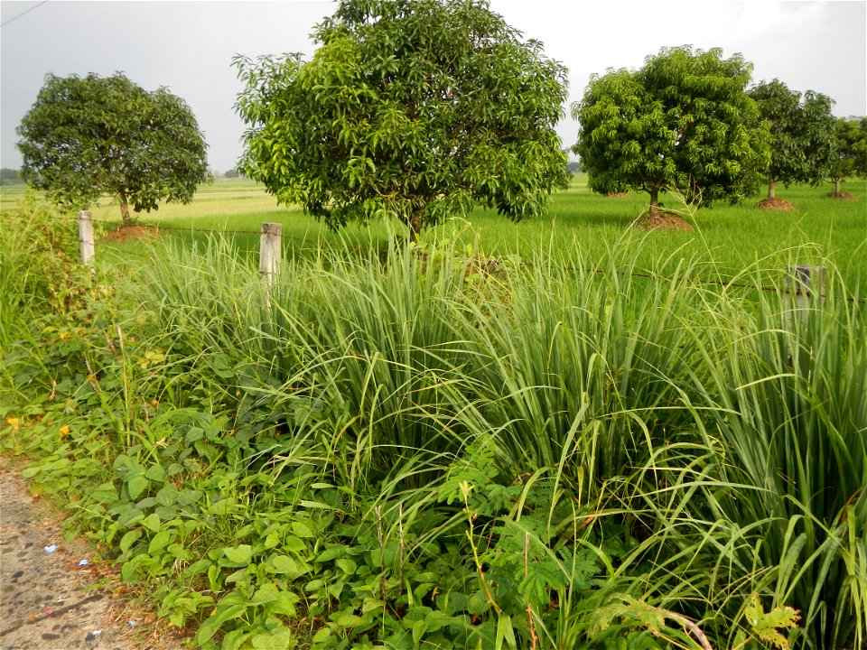 Lemon grass or Cymbopogon citratus, Paddy fields and Mango orchard with rainbow in rainy but sunny Barangay, Balatong B, Pulilan, Bulacan,  (is beside Balatong A, is beside Peñabatan, from Poblacion, 