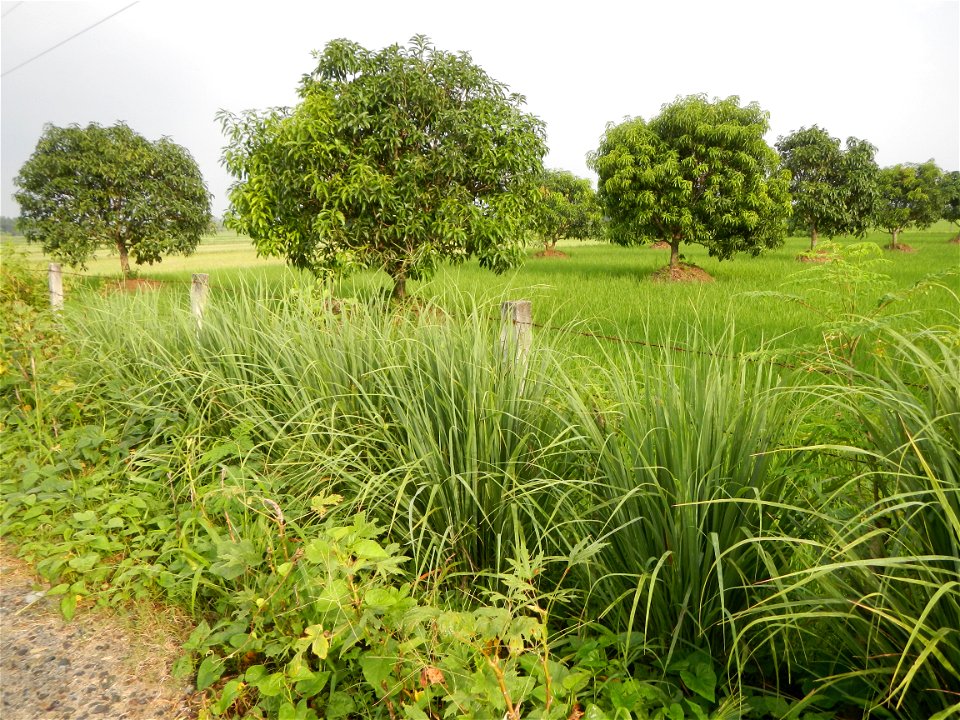 Lemon grass or Cymbopogon citratus, Paddy fields and Mango orchard with rainbow in rainy but sunny Barangay, Balatong B, Pulilan, Bulacan,  (is beside Balatong A, is beside Peñabatan, from Poblacion, 