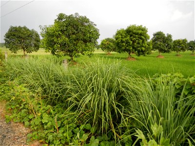 Lemon grass or Cymbopogon citratus, Paddy fields and Mango orchard with rainbow in rainy but sunny Barangay, Balatong B, Pulilan, Bulacan,  (is beside Balatong A, is beside Peñabatan, from Poblacion, 