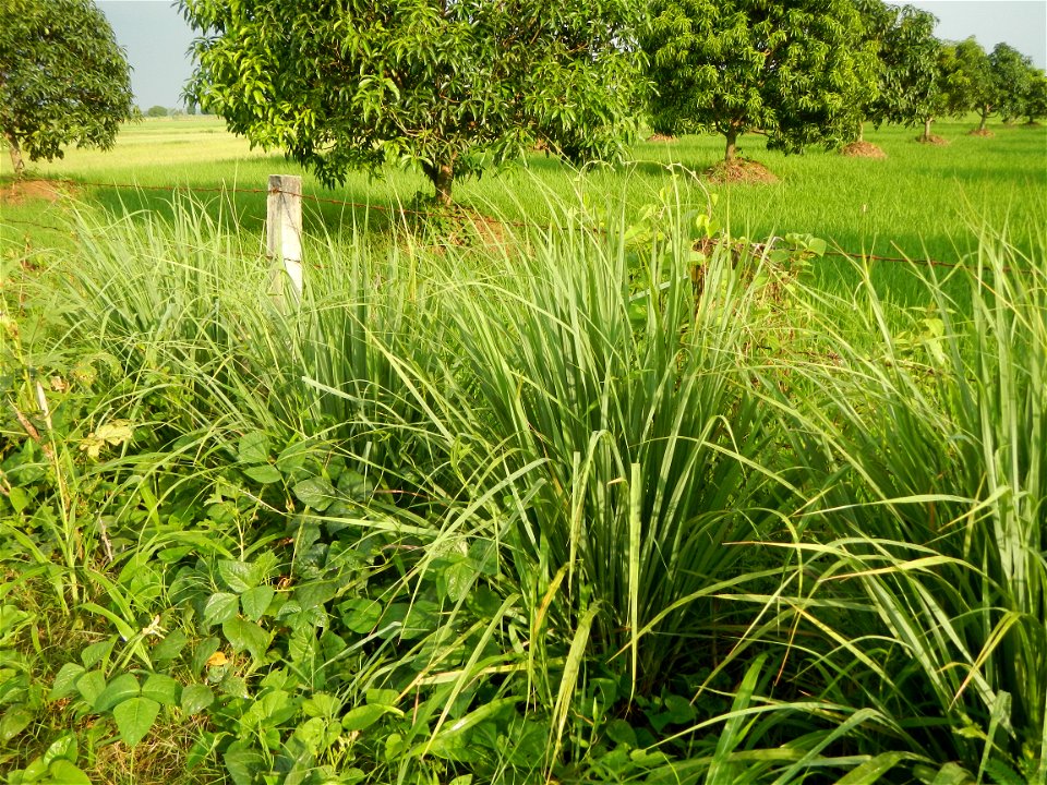 Lemon grass or Cymbopogon citratus, Paddy fields and Mango orchard with rainbow in rainy but sunny Barangay, Balatong B, Pulilan, Bulacan,  (is beside Balatong A, is beside Peñabatan, from Poblacion, 