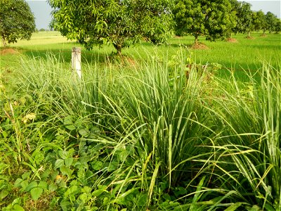 Lemon grass or Cymbopogon citratus, Paddy fields and Mango orchard with rainbow in rainy but sunny Barangay, Balatong B, Pulilan, Bulacan,  (is beside Balatong A, is beside Peñabatan, from Poblacion, 