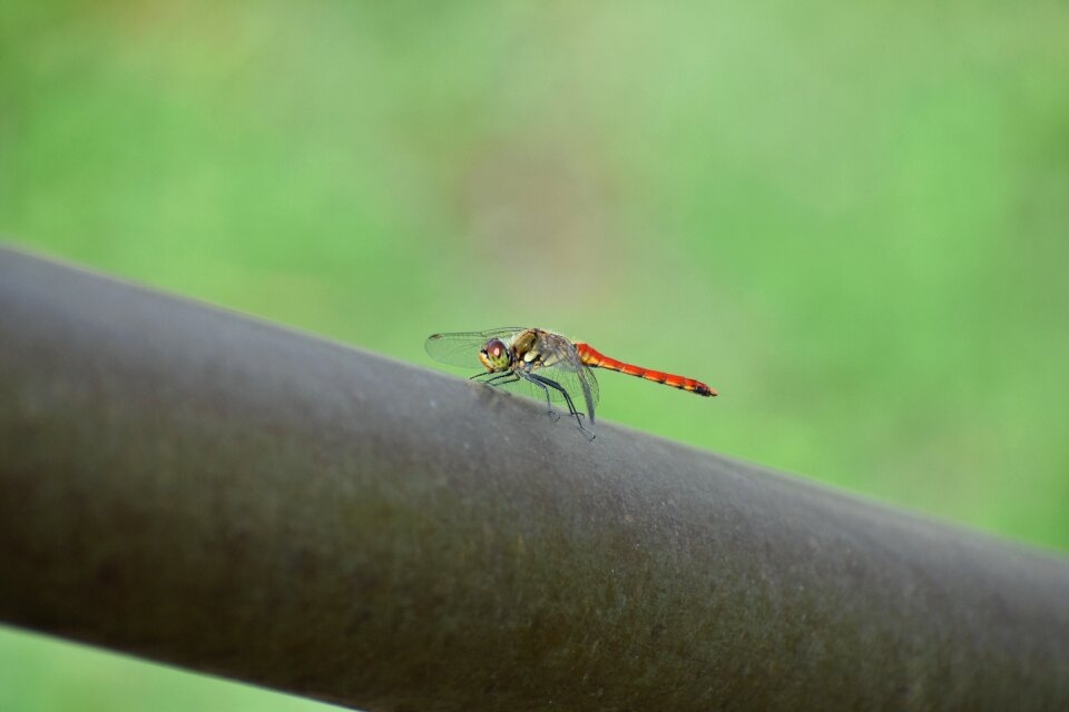 Insect dragonfly red dragonfly