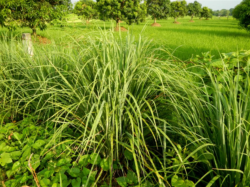 Lemon grass or Cymbopogon citratus, Paddy fields and Mango orchard with rainbow in rainy but sunny Barangay, Balatong B, Pulilan, Bulacan,  (is beside Balatong A, is beside Peñabatan, from Poblacion, 