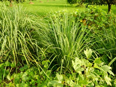 Lemon grass or Cymbopogon citratus, Paddy fields and Mango orchard with rainbow in rainy but sunny Barangay, Balatong B, Pulilan, Bulacan,  (is beside Balatong A, is beside Peñabatan, from Poblacion, 