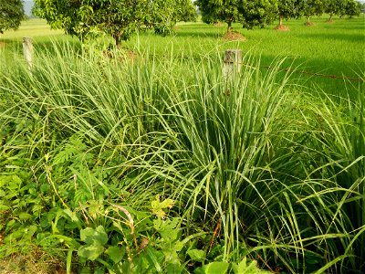 Lemon grass or Cymbopogon citratus, Paddy fields and Mango orchard with rainbow in rainy but sunny Barangay, Balatong B, Pulilan, Bulacan,  (is beside Balatong A, is beside Peñabatan, from Poblacion, 
