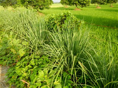 Lemon grass or Cymbopogon citratus, Paddy fields and Mango orchard with rainbow in rainy but sunny Barangay, Balatong B, Pulilan, Bulacan,  (is beside Balatong A, is beside Peñabatan, from Poblacion, 