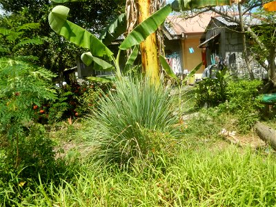 Plaridel during enhanced community quarantine in the Philippines