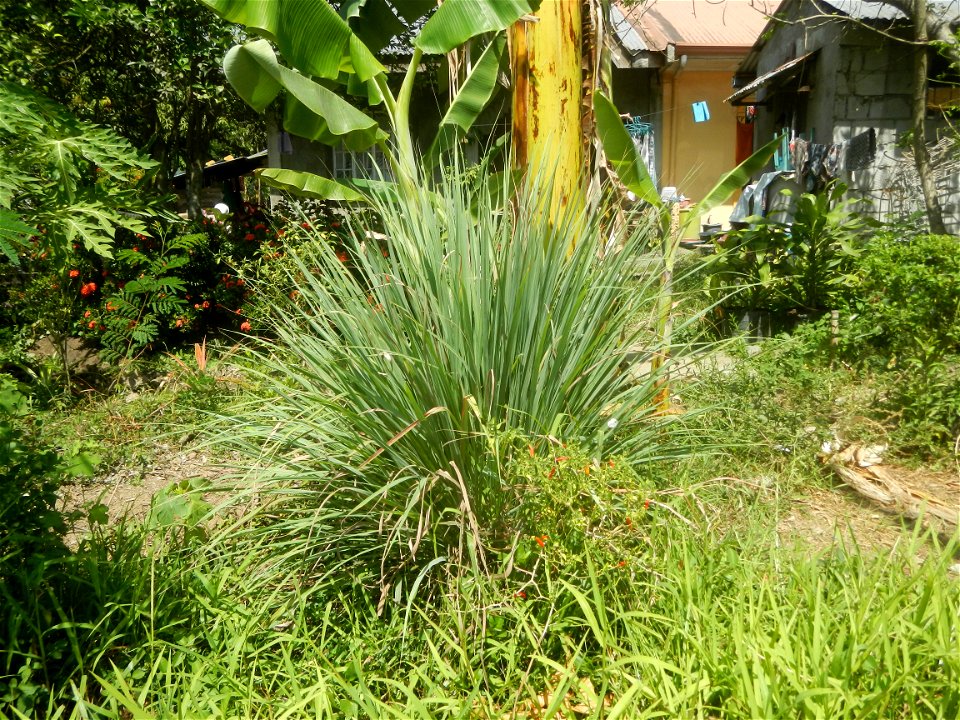 Plaridel during enhanced community quarantine in the Philippines