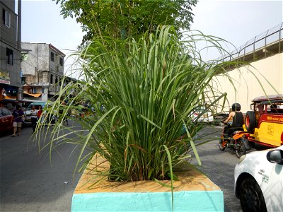 J.P. Rizal Avenue J. P. Rizal Street corner Varona Street in List of barangays of Metro Manila, Legislative districts of Makati, Barangay Tejeros, formerly Matungaw, beside Singkamas, Makati, Barangay
