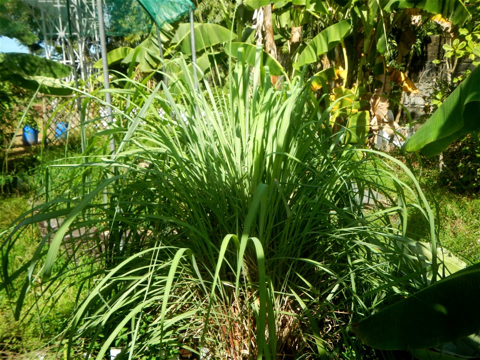 East-West Seed Co., Inc. (Sampaloc, San Rafael, Bulacan) East-West Seed Philippines - Km. 54 Old Cagayan Valley Road, Sampaloc, San Rafael, Bulacan in Barangay Sampaloc 14°58'30"N   120°55'25"E, San R