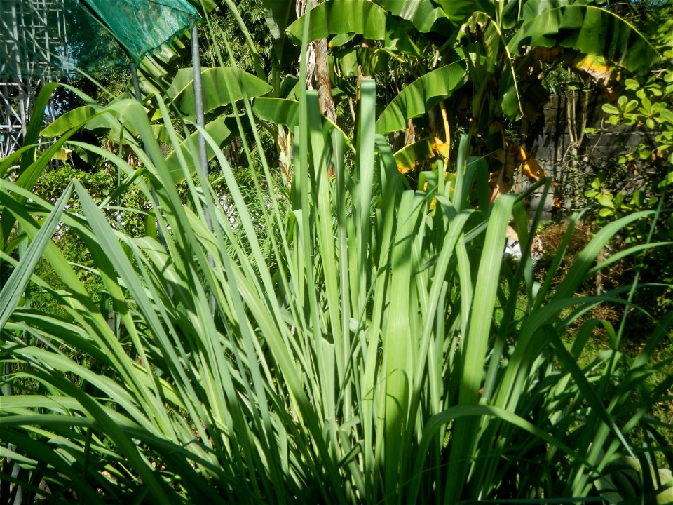East-West Seed Co., Inc. (Sampaloc, San Rafael, Bulacan) East-West Seed Philippines - Km. 54 Old Cagayan Valley Road, Sampaloc, San Rafael, Bulacan in Barangay Sampaloc 14°58'30"N   120°55'25"E, San R