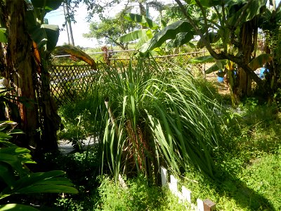 East-West Seed Co., Inc. (Sampaloc, San Rafael, Bulacan) East-West Seed Philippines - Km. 54 Old Cagayan Valley Road, Sampaloc, San Rafael, Bulacan in Barangay Sampaloc 14°58'30"N   120°55'25"E, San R