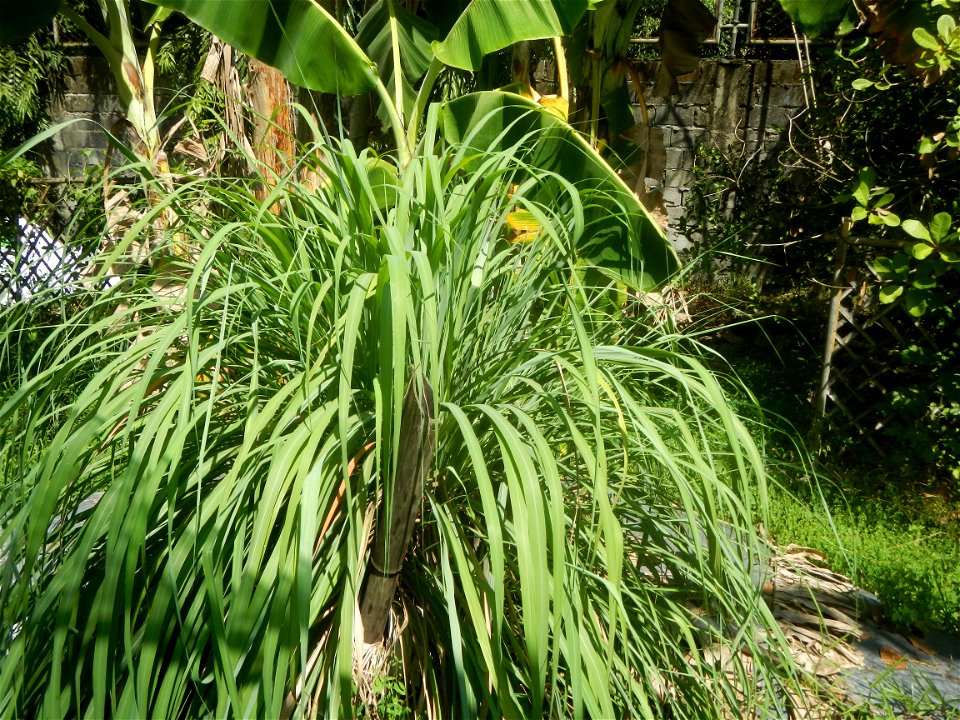 East-West Seed Co., Inc. (Sampaloc, San Rafael, Bulacan) East-West Seed Philippines - Km. 54 Old Cagayan Valley Road, Sampaloc, San Rafael, Bulacan in Barangay Sampaloc 14°58'30"N   120°55'25"E, San R