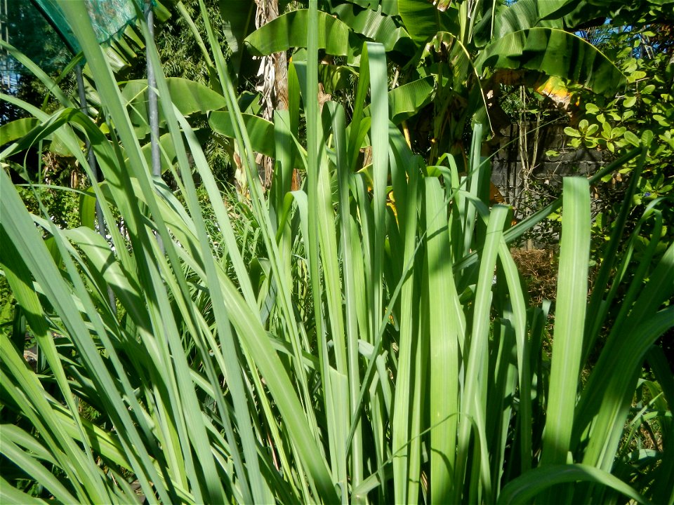 East-West Seed Co., Inc. (Sampaloc, San Rafael, Bulacan) East-West Seed Philippines - Km. 54 Old Cagayan Valley Road, Sampaloc, San Rafael, Bulacan in Barangay Sampaloc 14°58'30"N   120°55'25"E, San R