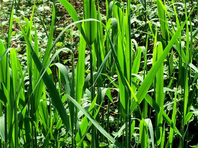 Frisches Schilfrohr (Phragmites australis) in den Horststückern im Landschaftsschutzgebiet Hockenheimer Rheinbogen
