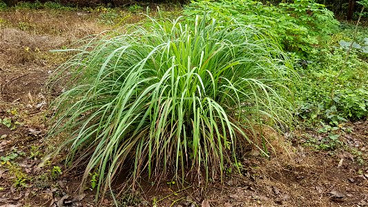 Tanglad (lemongrass, Cymbopogon citratus) - Philippines