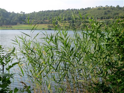 Schilfrohr (Phragmites australis) am Schalkenmehrener Maar