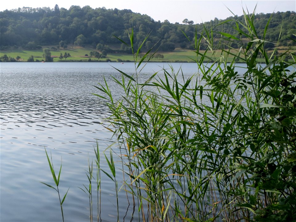 Schilfrohr (Phragmites australis) am Schalkenmehrener Maar