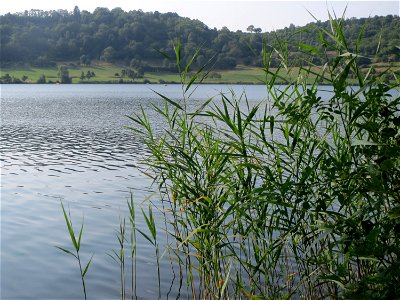 Schilfrohr (Phragmites australis) am Schalkenmehrener Maar