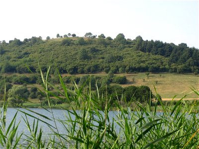 Schilfrohr (Phragmites australis) am Schalkenmehrener Maar