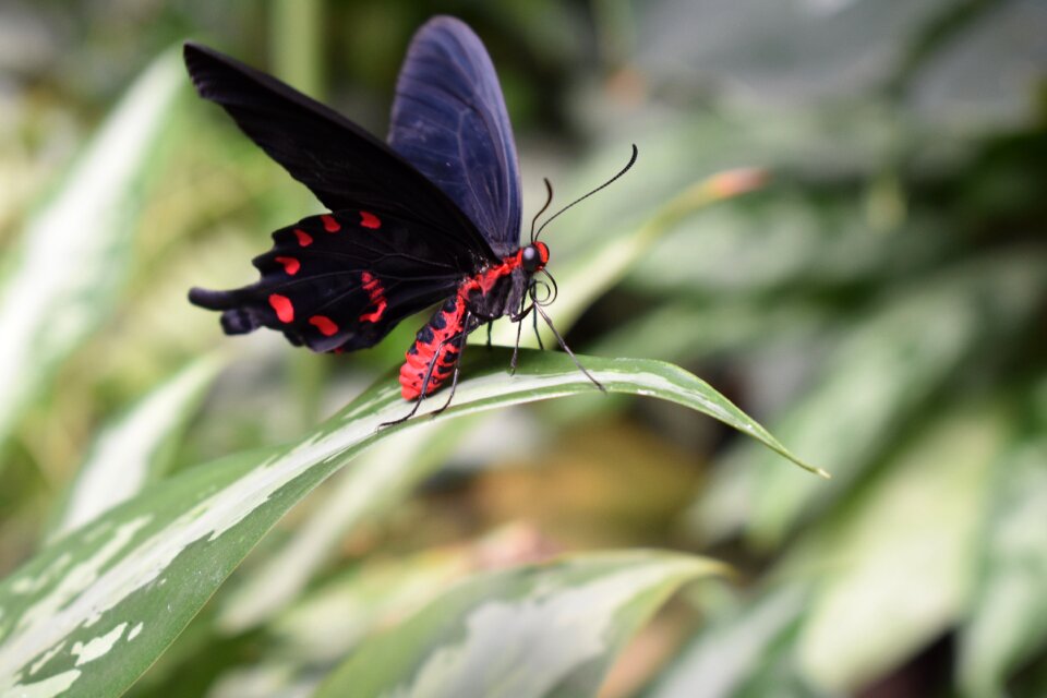 Butterfly insect leaves