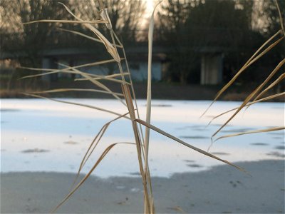 Schilfrohr (Phragmites australis) in Hockenheim
