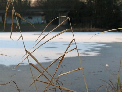 Schilfrohr (Phragmites australis) in Hockenheim