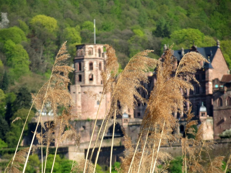 Schilfrohr (Phragmites australis) am Neckarufer in Heidelberg-Neuenheim