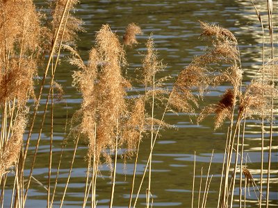 Schilfrohr (Phragmites australis) am Neckarufer in Heidelberg-Neuenheim