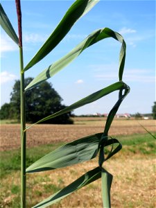 Schilfrohr (Phragmites australis) in der "Au" bei Hockenheim - markiert den ehemaligen Verlauf des Kraichbachs zwischen Hockenheim und Reilingen