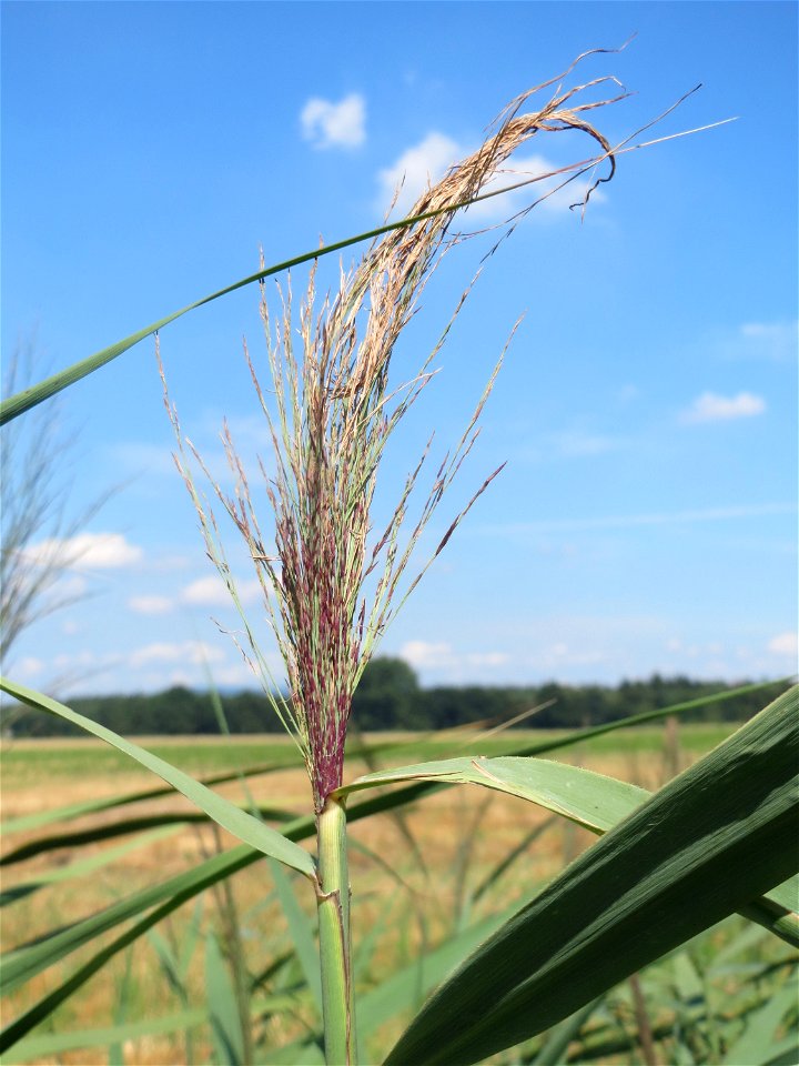 Schilfrohr (Phragmites australis) in der "Au" bei Hockenheim - markiert den ehemaligen Verlauf des Kraichbachs zwischen Hockenheim und Reilingen