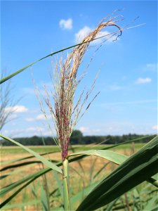 Schilfrohr (Phragmites australis) in der "Au" bei Hockenheim - markiert den ehemaligen Verlauf des Kraichbachs zwischen Hockenheim und Reilingen
