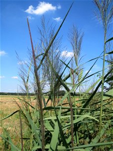 Schilfrohr (Phragmites australis) in der "Au" bei Hockenheim - markiert den ehemaligen Verlauf des Kraichbachs zwischen Hockenheim und Reilingen