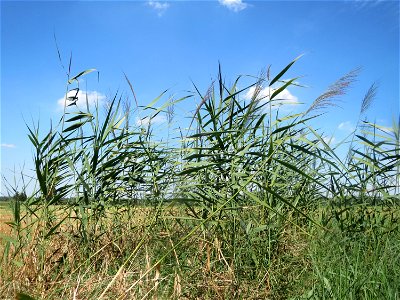 Schilfrohr (Phragmites australis) in der "Au" bei Hockenheim - markiert den ehemaligen Verlauf des Kraichbachs zwischen Hockenheim und Reilingen