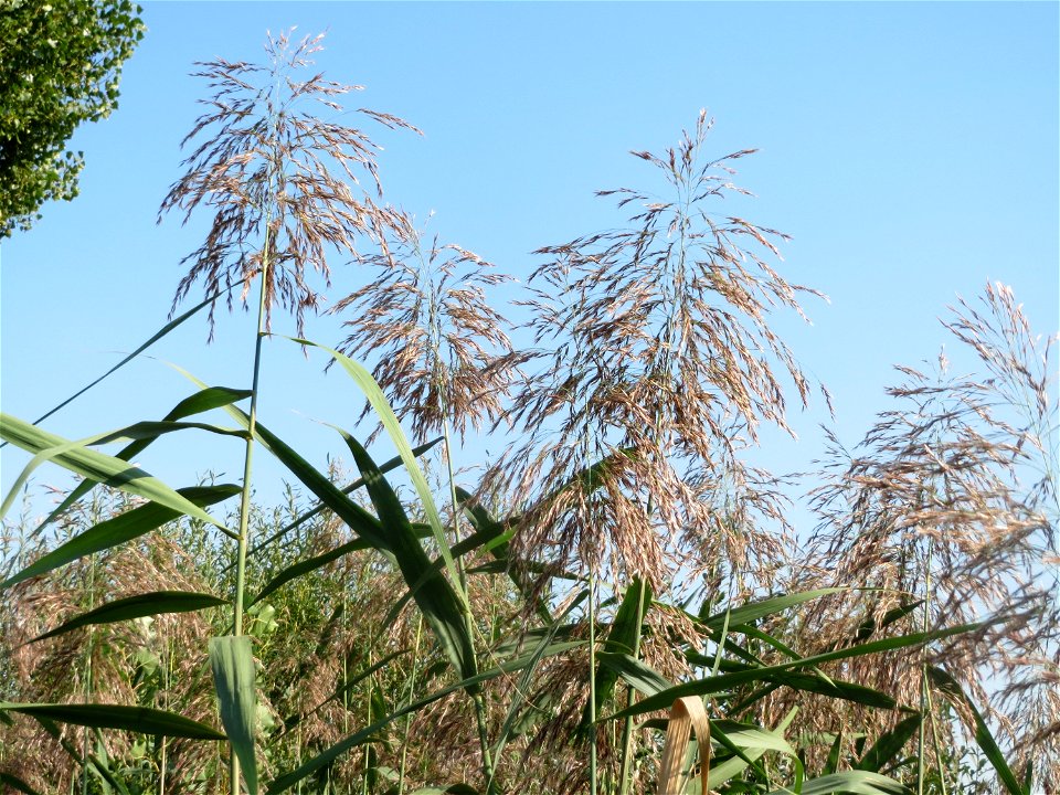 Schilfrohr (Phragmites australis) im Naturschutzgebiet Bachwiesen/Leopoldswiesen im Hockenheimer Rheinbogen