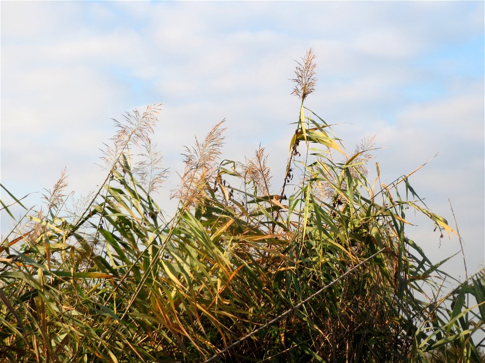 Schilfrohr (Phragmites australis) in einem Anmoor in den Horststückern im Hockenheimer Rheinbogen