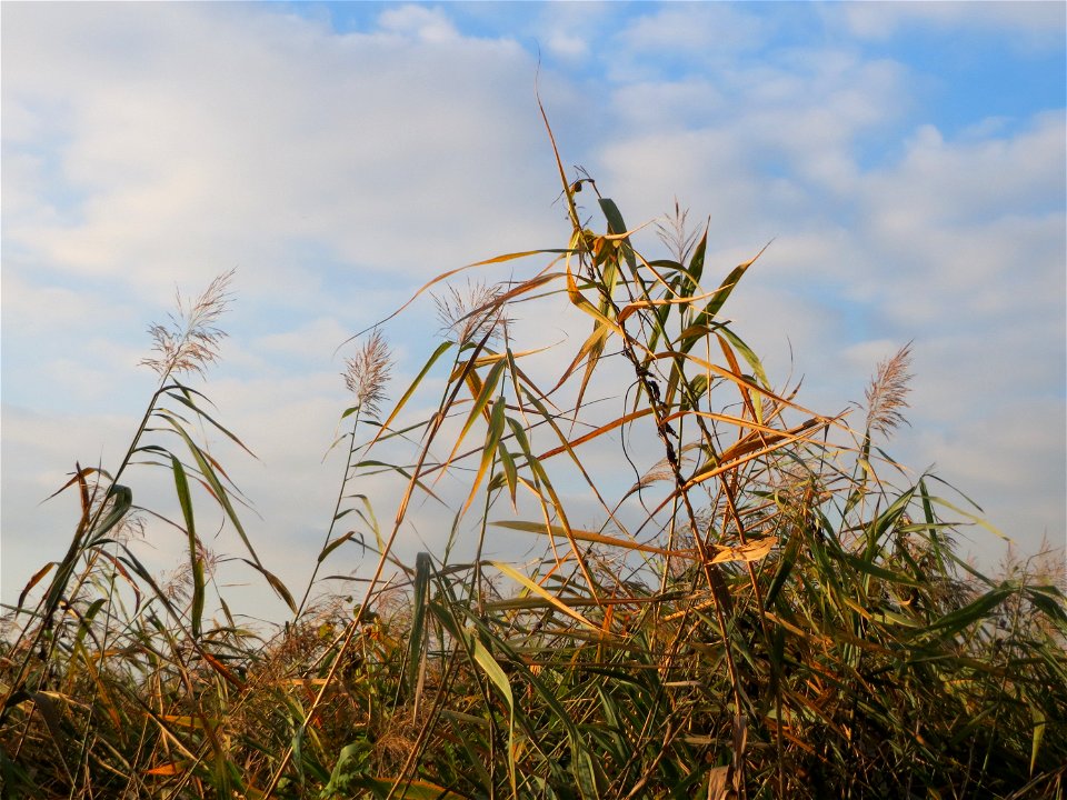 Schilfrohr (Phragmites australis) in einem Anmoor in den Horststückern im Hockenheimer Rheinbogen