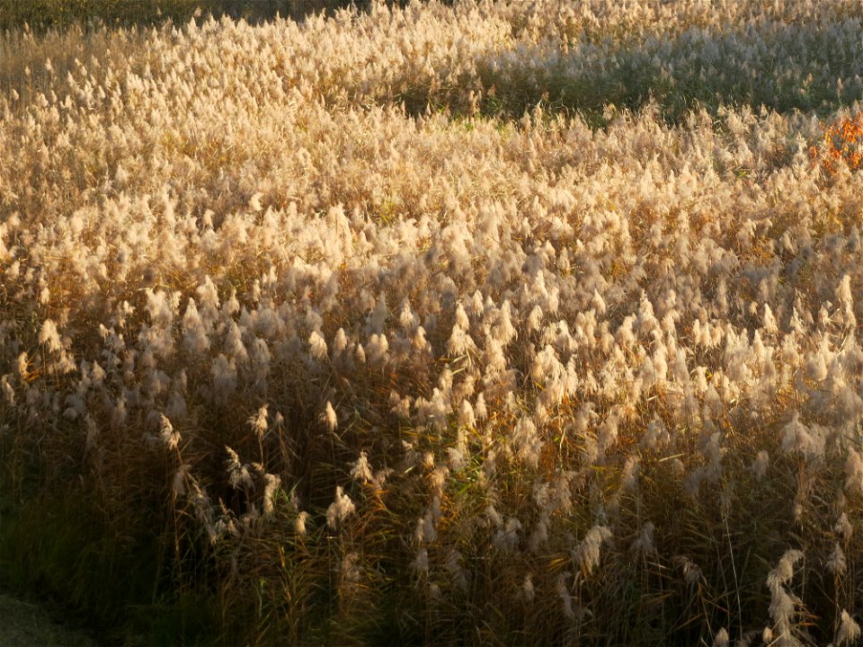 Riedgras (Phragmites australis) im Naturschutzgebiet Zugmantel-Bandholz