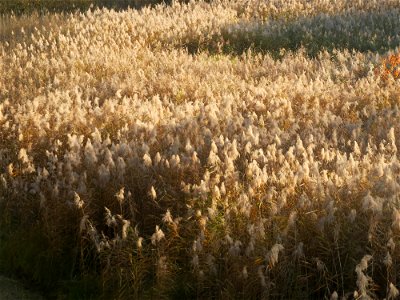 Riedgras (Phragmites australis) im Naturschutzgebiet Zugmantel-Bandholz