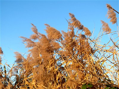 Schilfrohr (Phragmites australis) im Hockenheimer Rheinbogen