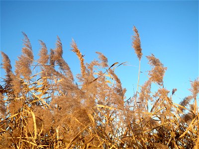 Schilfrohr (Phragmites australis) im Hockenheimer Rheinbogen