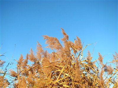Schilfrohr (Phragmites australis) im Hockenheimer Rheinbogen