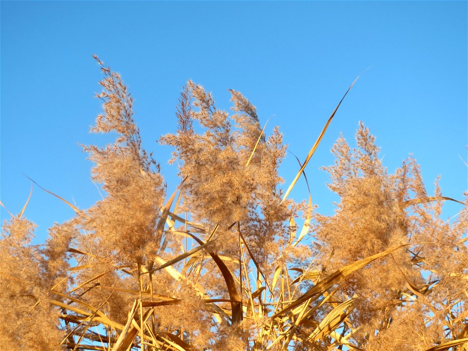 Schilfrohr (Phragmites australis) im Hockenheimer Rheinbogen