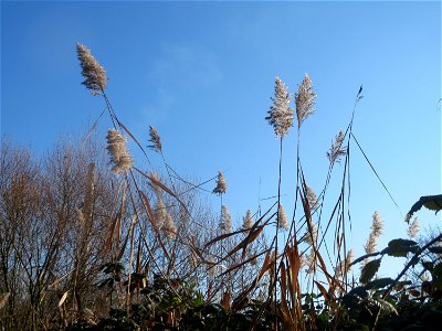 Schilfrohr (Phragmites australis) am Staden in Saarbrücken