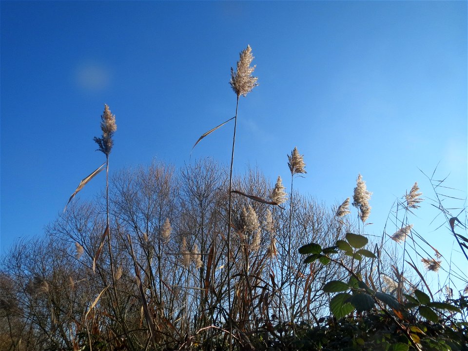 Schilfrohr (Phragmites australis) am Staden in Saarbrücken